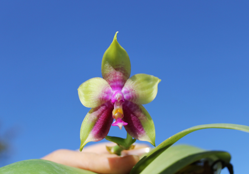 Phalaenopsis KS Happy Eagle x Ld's Bear Queen.jpg
