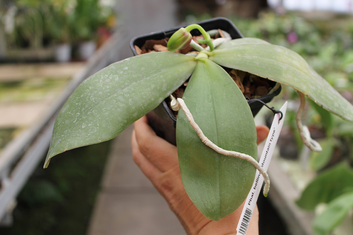 Phalaenopsis bellina 'Mountain type'.jpg