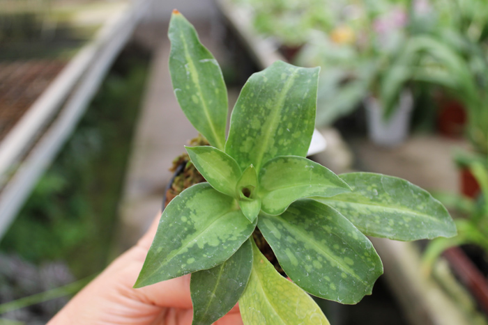 Stenorrhynchos speciosus.jpg