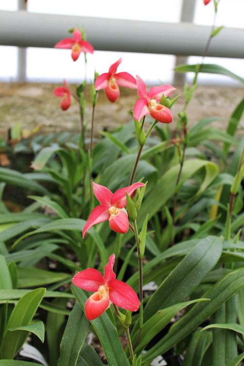 Phragmipedium Andean Fire (besseae x lidleyanum).jpg
