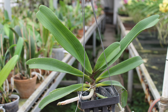 Rhynchostylis gigantea red.jpg
