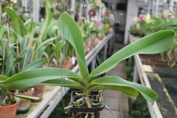 Rhynchostylis gigantea white.jpg
