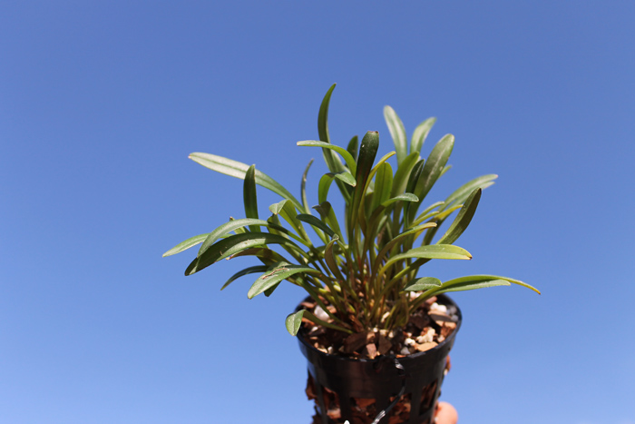 Dryadella simula.jpg