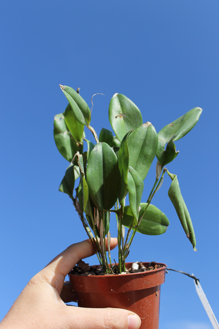 Restrepia brachypus.jpg