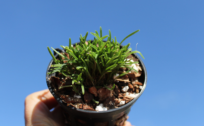 Diodonopsis erinacea.jpg