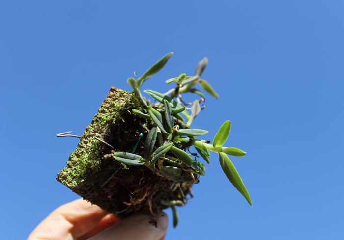 Epidendrum gnomus.jpg