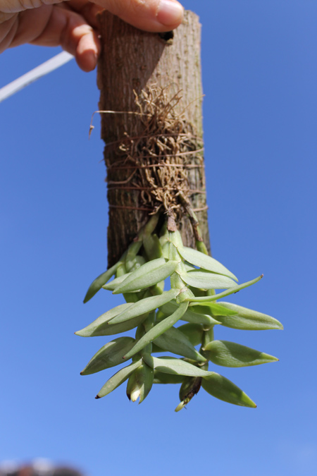 Epidendrum whittenii.jpg