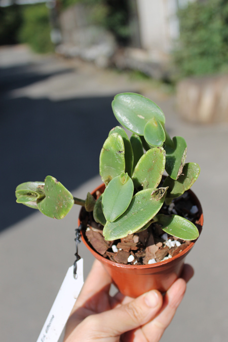 Epidendrum difforme.jpg