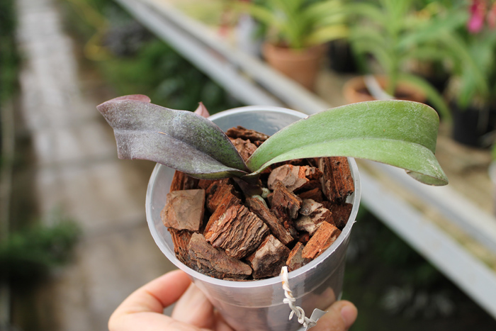 Asconopsis Jiaho's Orange 'Little Sweet Orange'.jpg