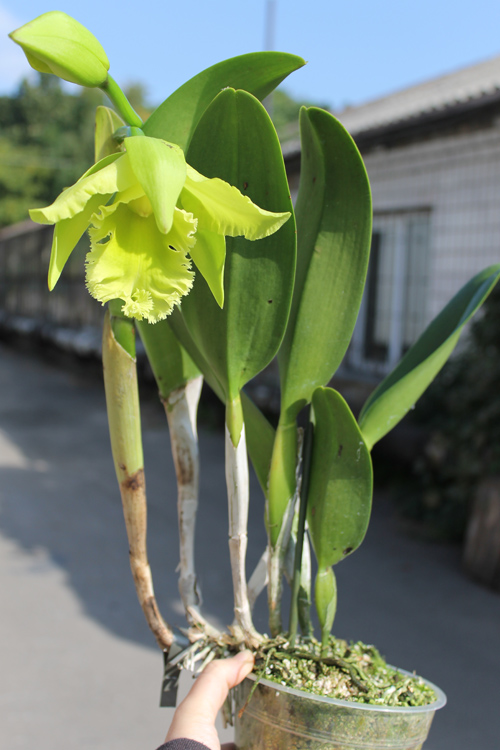 Brassolaeliocattleya Ports of Paradise Green.jpg