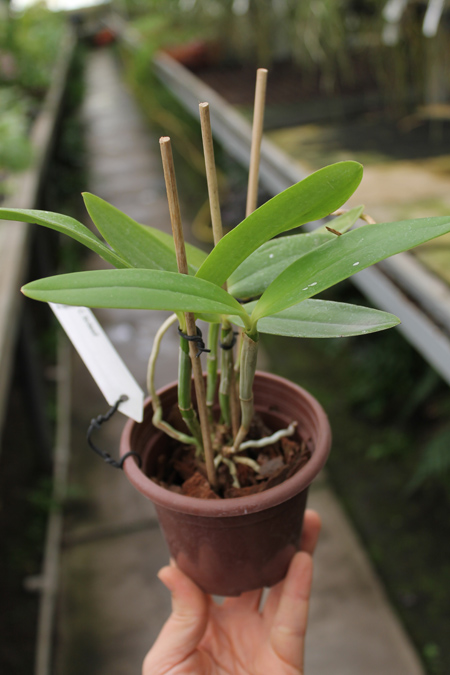 Cattleya forbesii.jpg