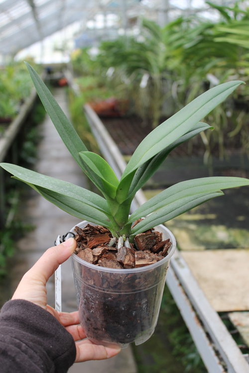 Doritis TH Pink Lady.jpg