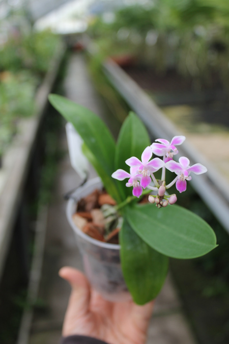 Phalaenopsis equestris.jpg
