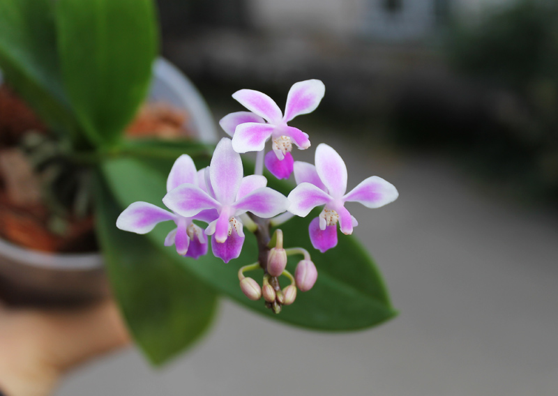 Phalaenopsis equestris.jpg