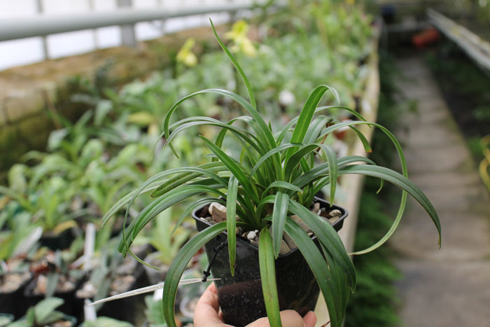 Phragmipedium Memoria Garren Weaver (pearcei x wallisii).jpg