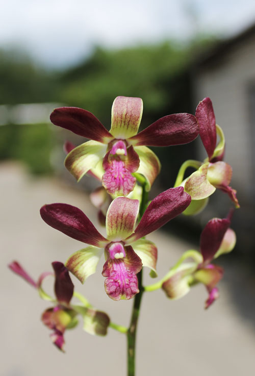 Dendrobium Jairak Min 'Mangosteen'.jpg