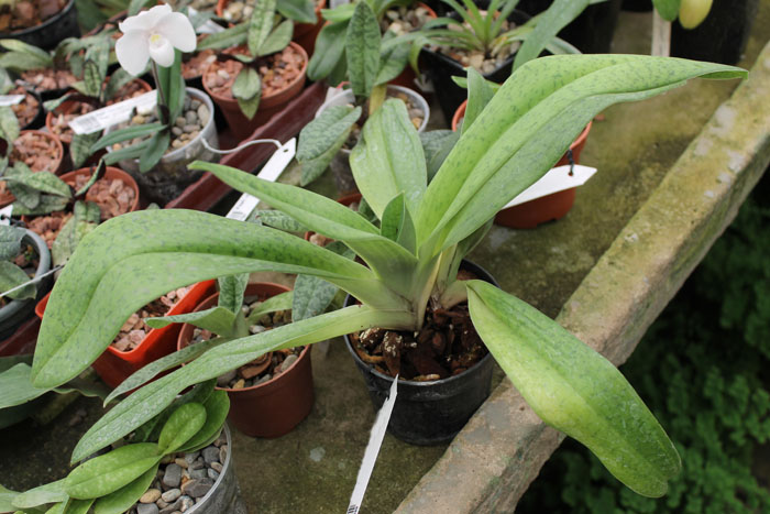 Paphiopedilum sukhakulii x Paphiopedilum Lady Isabel 'In-Charm'.JPG