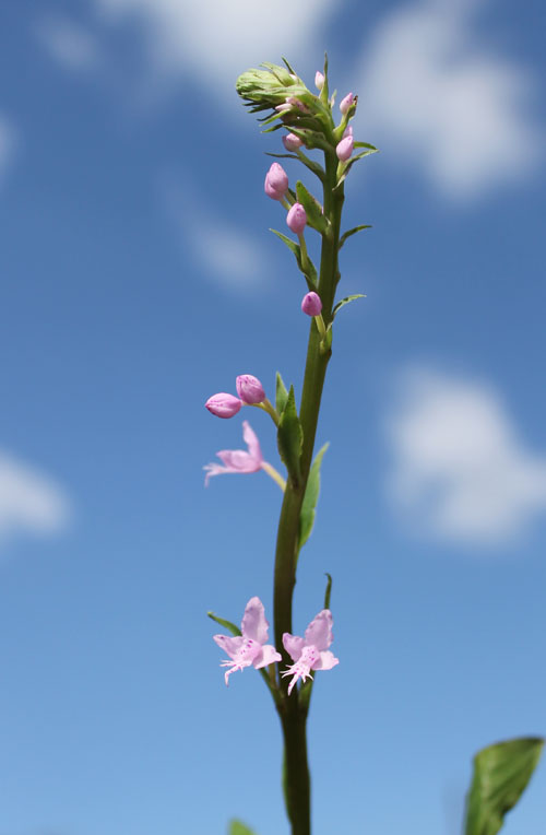 Stenoglottis longifolia.jpg