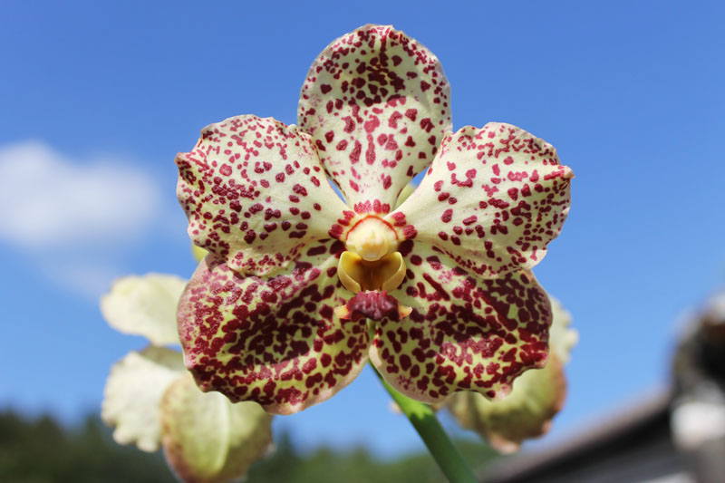 Ascocenda Butterfly x Vanda Srakaew.jpg