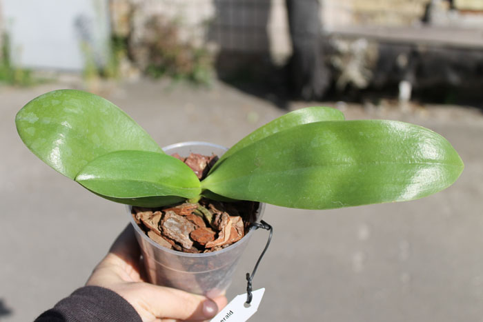 Phalaenopsis Lyndon Ever Emerald.jpg