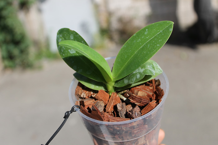 Phalaenopsis Sogo Gotris 'ES'.jpg