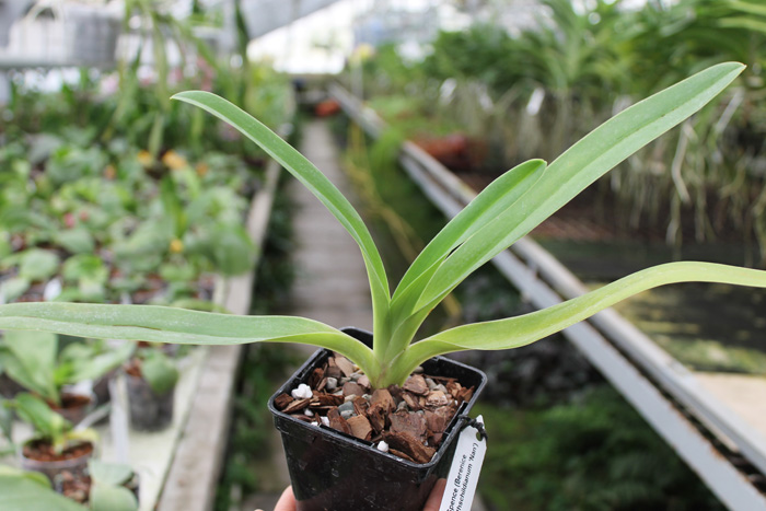 Paphiopedilum Jerry Spence.jpg