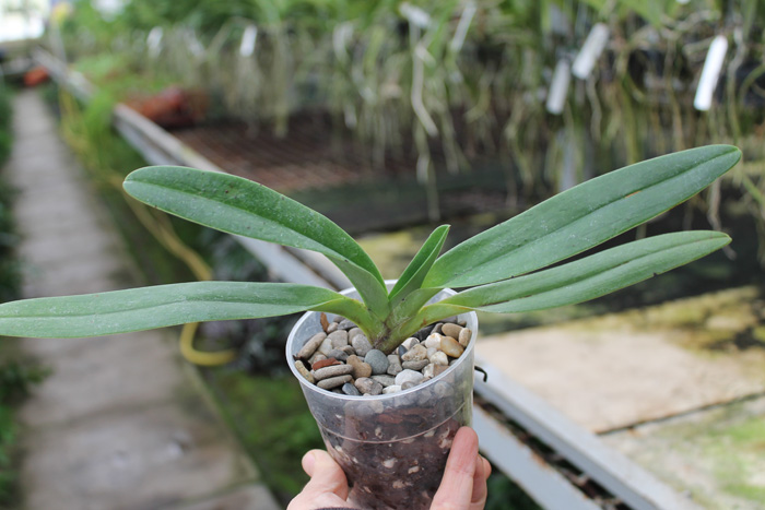 Paphiopedilum (In-Charm Greenery x Alex Szabo) '#C' x Paphiopedilum In-Charm Topaz '#C'.jpg