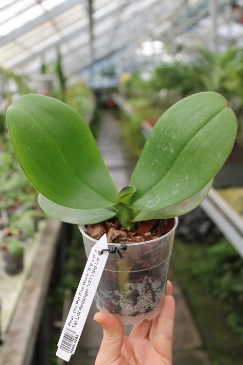 Phalaenopsis (Yu Pin Fire Work 'Big Lip' x Tai LiN Redangel 'V31') Big Lip.jpg
