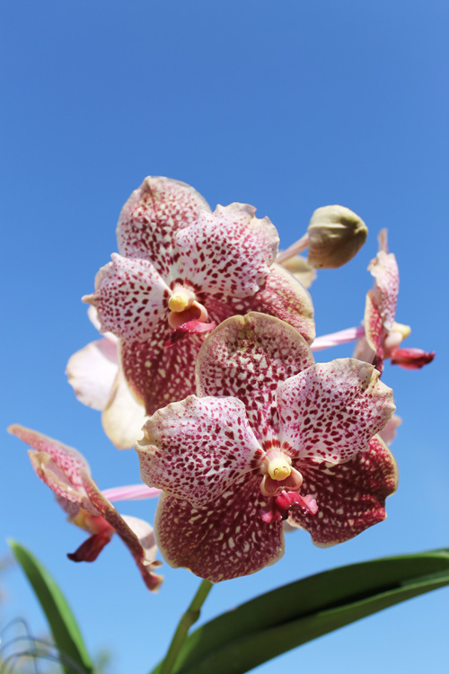 Vanda Thananchai x Vanda Pink Drop.jpg