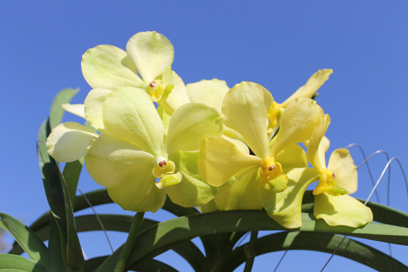 Ascocenda Kultana White Will x Vanda First Gold.jpg