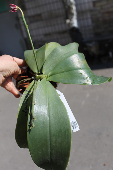 Phalaenopsis Mok Choi Yew Indigo.jpg