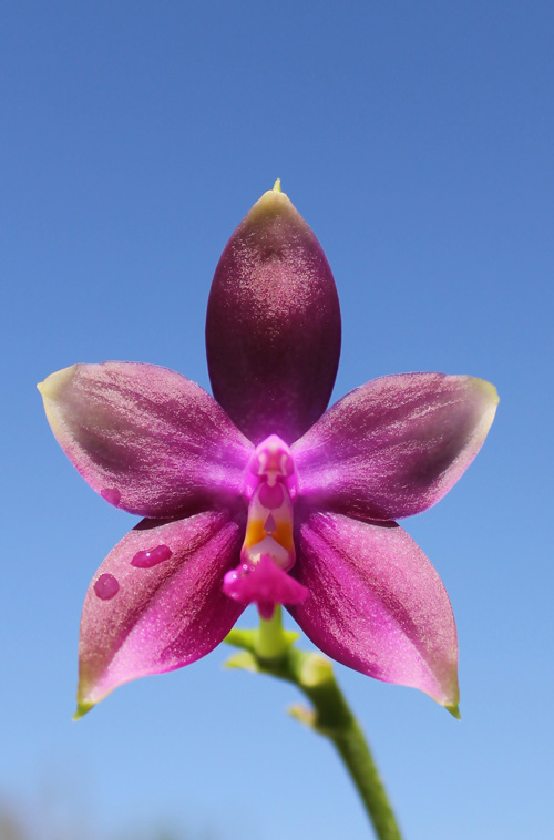 Phalaenopsis Jennifer Palermo x Phalaenopsis LD's Bear Queen.jpg