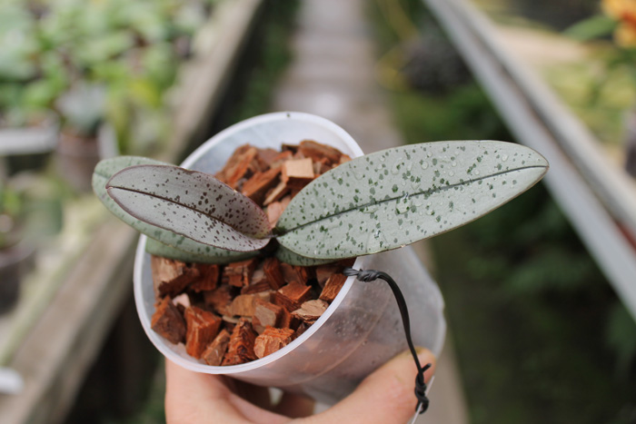 Phalaenopsis schilleriana.jpg