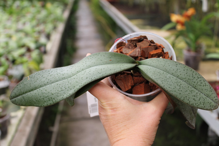 Phalaenopsis celebensis x Phalaenopsis Venus.jpg