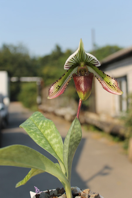 Paphiopedilum purpuratum.jpg