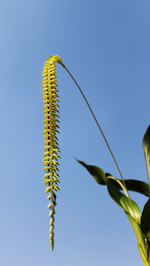 Dendrochilum magnum.jpg