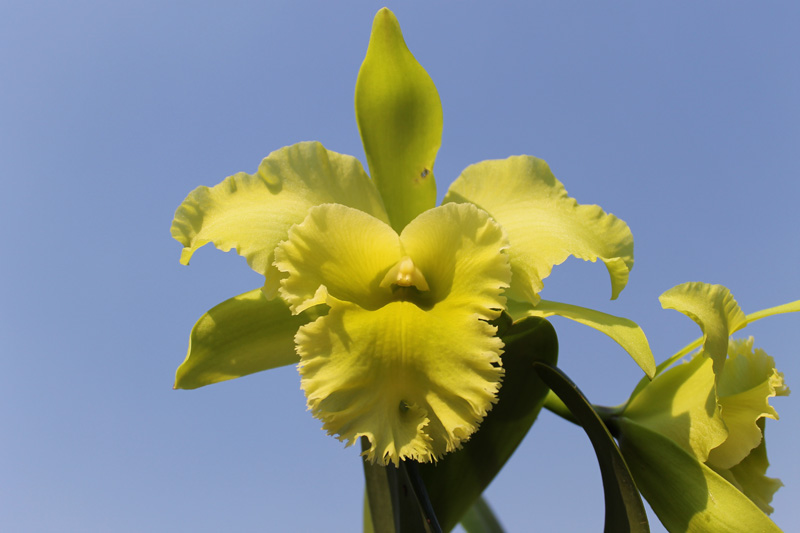 Brassolaeliocattleya Ports of Paradise Green.jpg