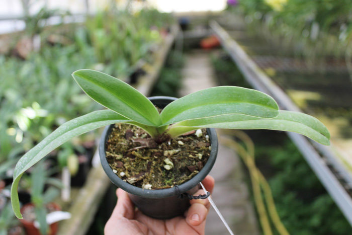 Paphiopedilum charlesworthii 'In-Charm' x Paphiopedilum Via Gala.jpg