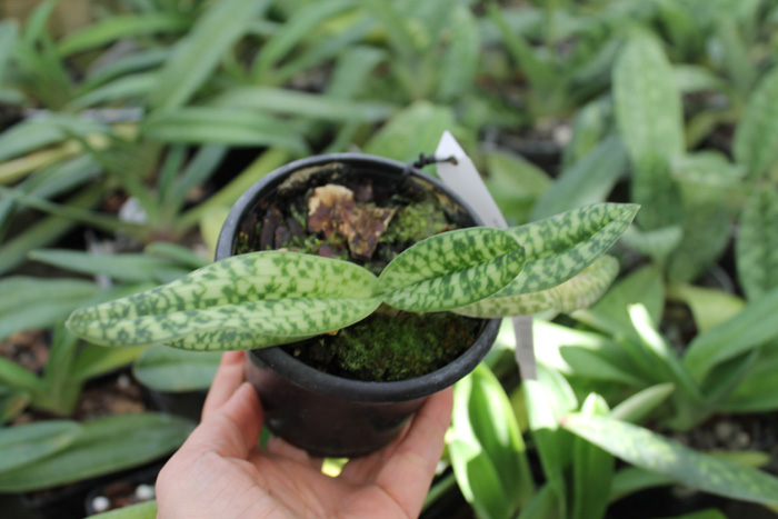 Paphiopedilum delenatii alba.jpg