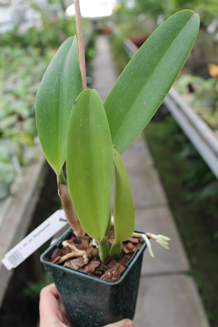 Cattleya rex var Moyobamba.jpg