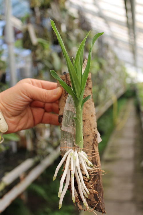 Catasetum incurvum.jpg