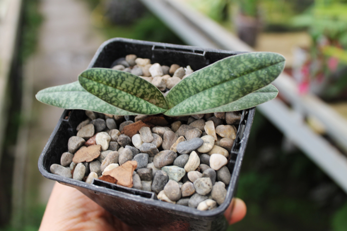 Paphiopedilum armeniacum 'GV#2' x Paphiopedilum concolor 'Hsiao' (2550).jpg