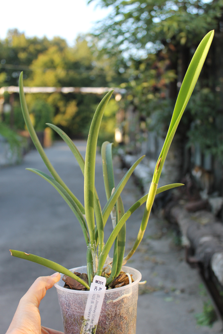 Brassavola Jiminy Cricket 'Superbug' (Brassavola nodosa x Rhyncholaelia digbyana).jpg