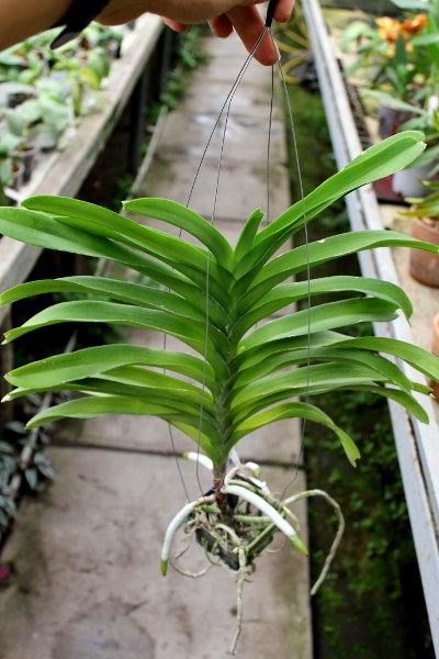 Vanda Sansai Blue.JPG