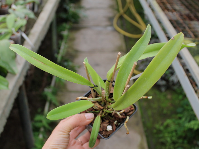 Cattleya maxima var. alba 'Koenigin Sylva'.JPG