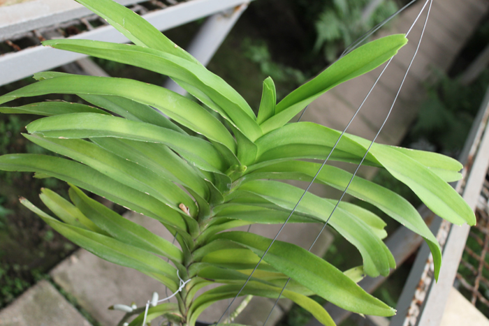 Vanda Sansai Blue.jpg