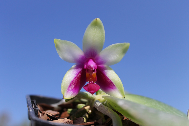 Phalaenopsis bellina 'Mountain type'.jpg