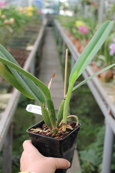 Cattleya percivaliana carnea x SELF.jpg