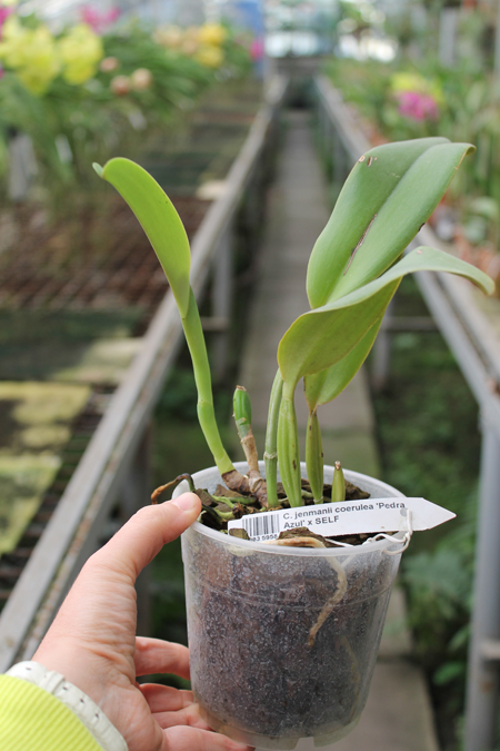 Cattleya jenmanii coerulea 'Pedra Azul' x SELF.jpg