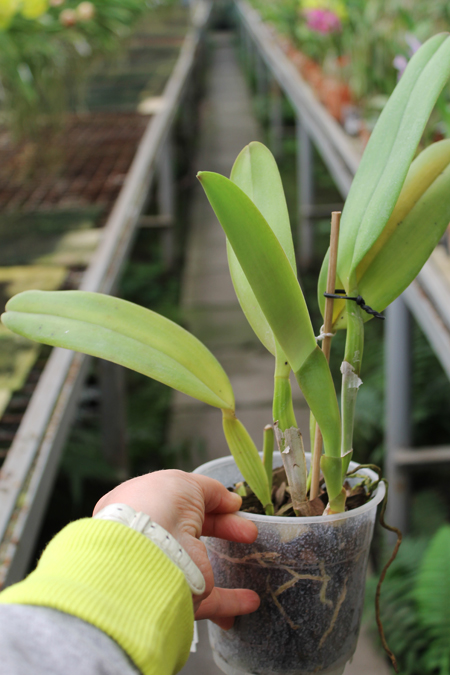 Cattleya jenmanii 'Boliva' x Cattleya jenmanii rubra 'Serra Negra'.jpg